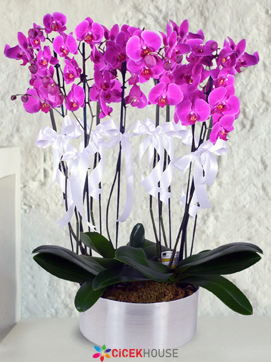 10 Dallı Mor Orkide