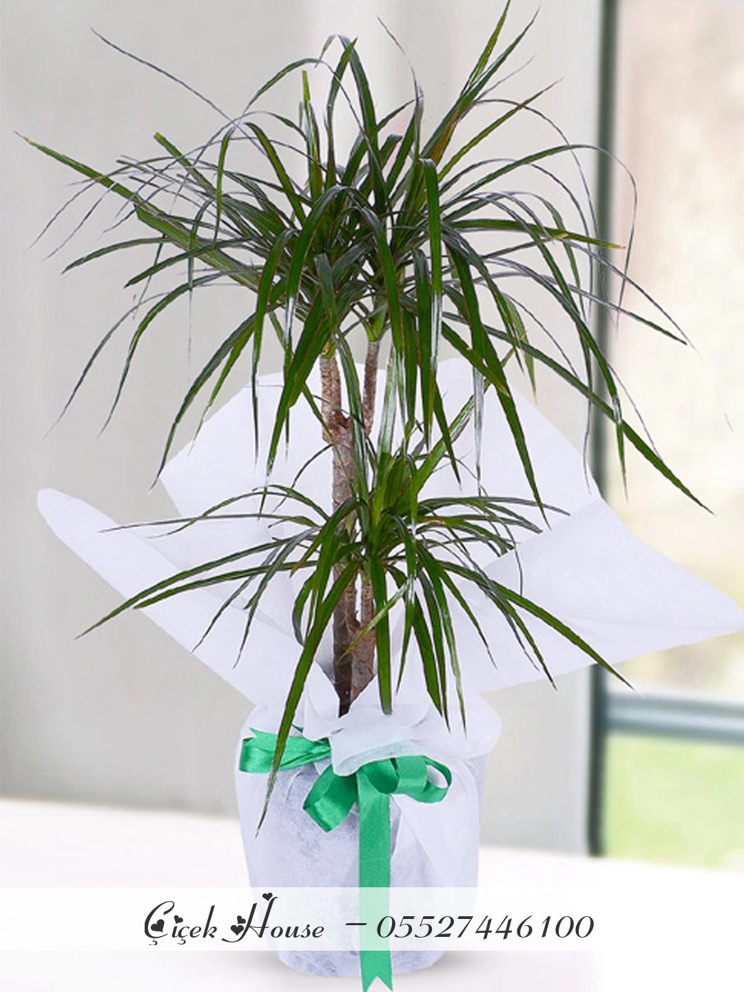 2 Dallı Marginata Dracena