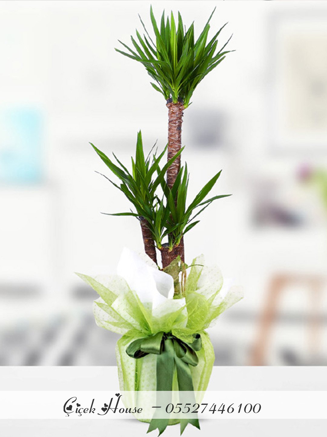 3 lü Yucca Çiçeği