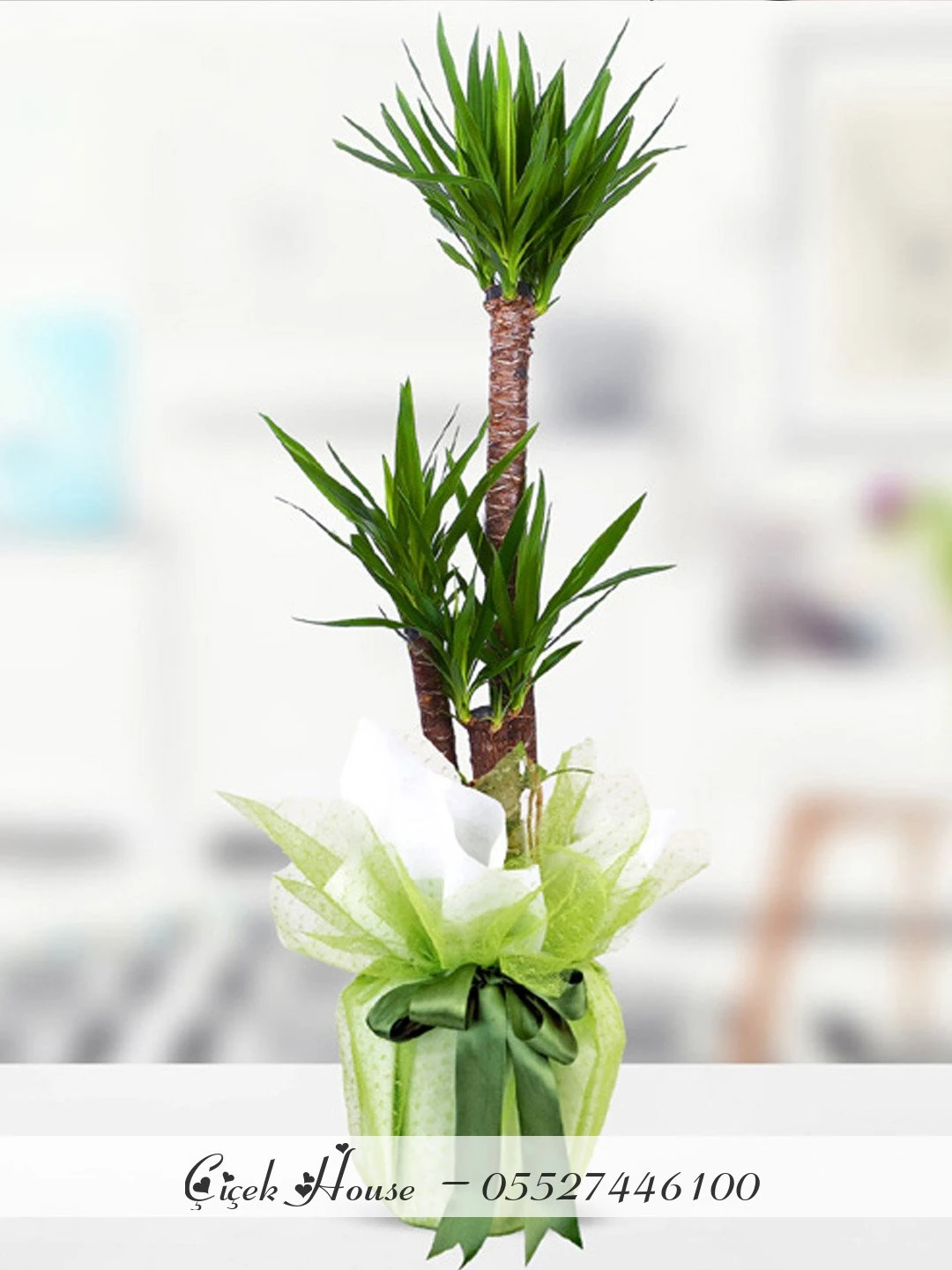 3 lü Yucca Çiçeği