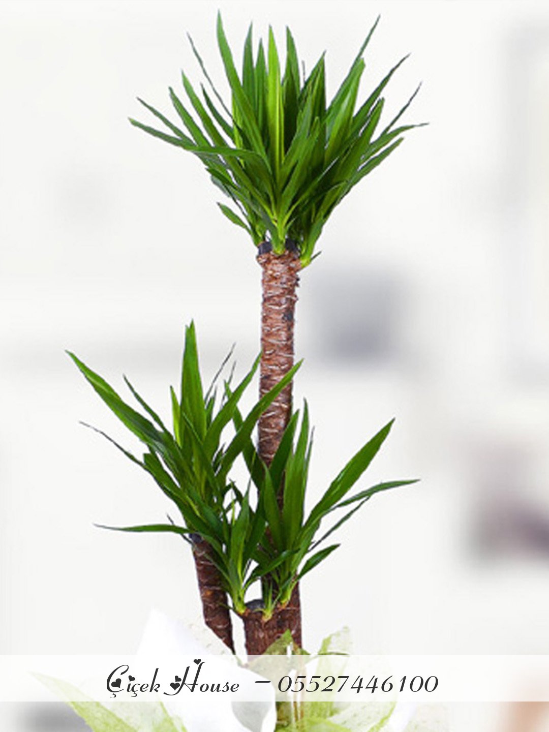 3 lü Yucca Çiçeği
