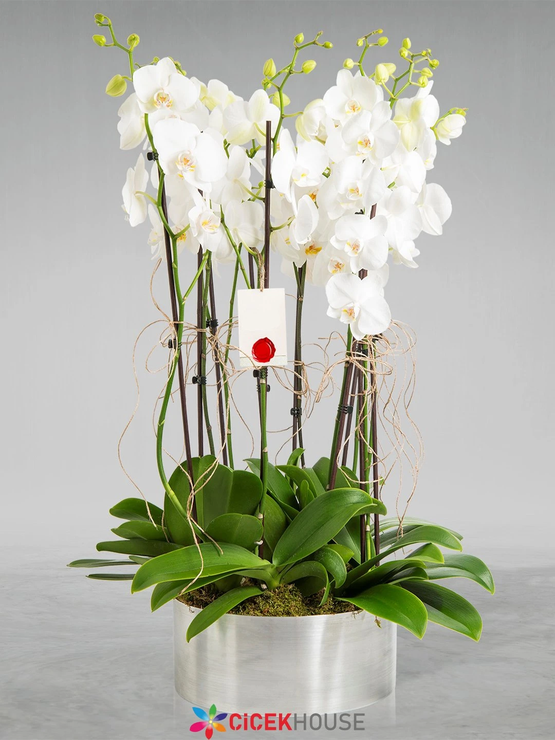 8 Dallı Beyaz Orkide