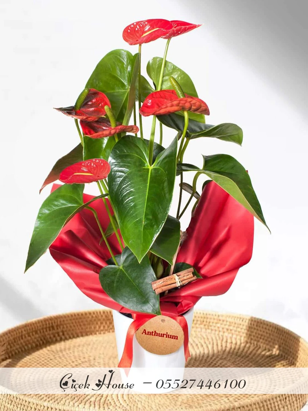 Beyaz Saksıda Antoryum