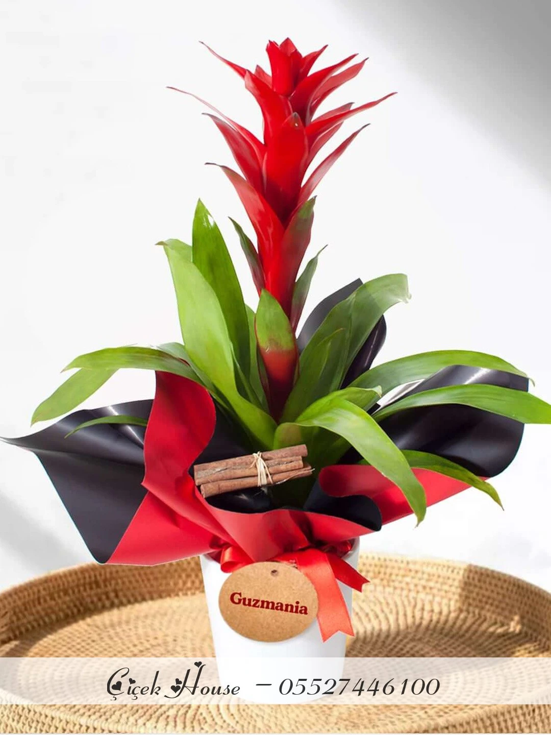 Beyaz Saksıda Guzmania