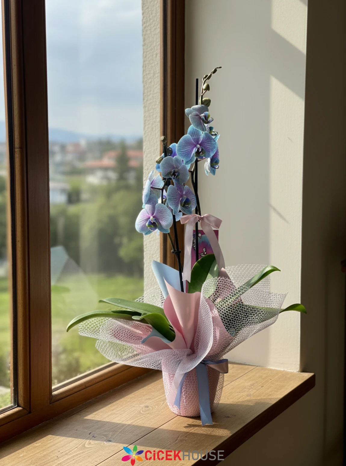 Bubble Blue Orchids
