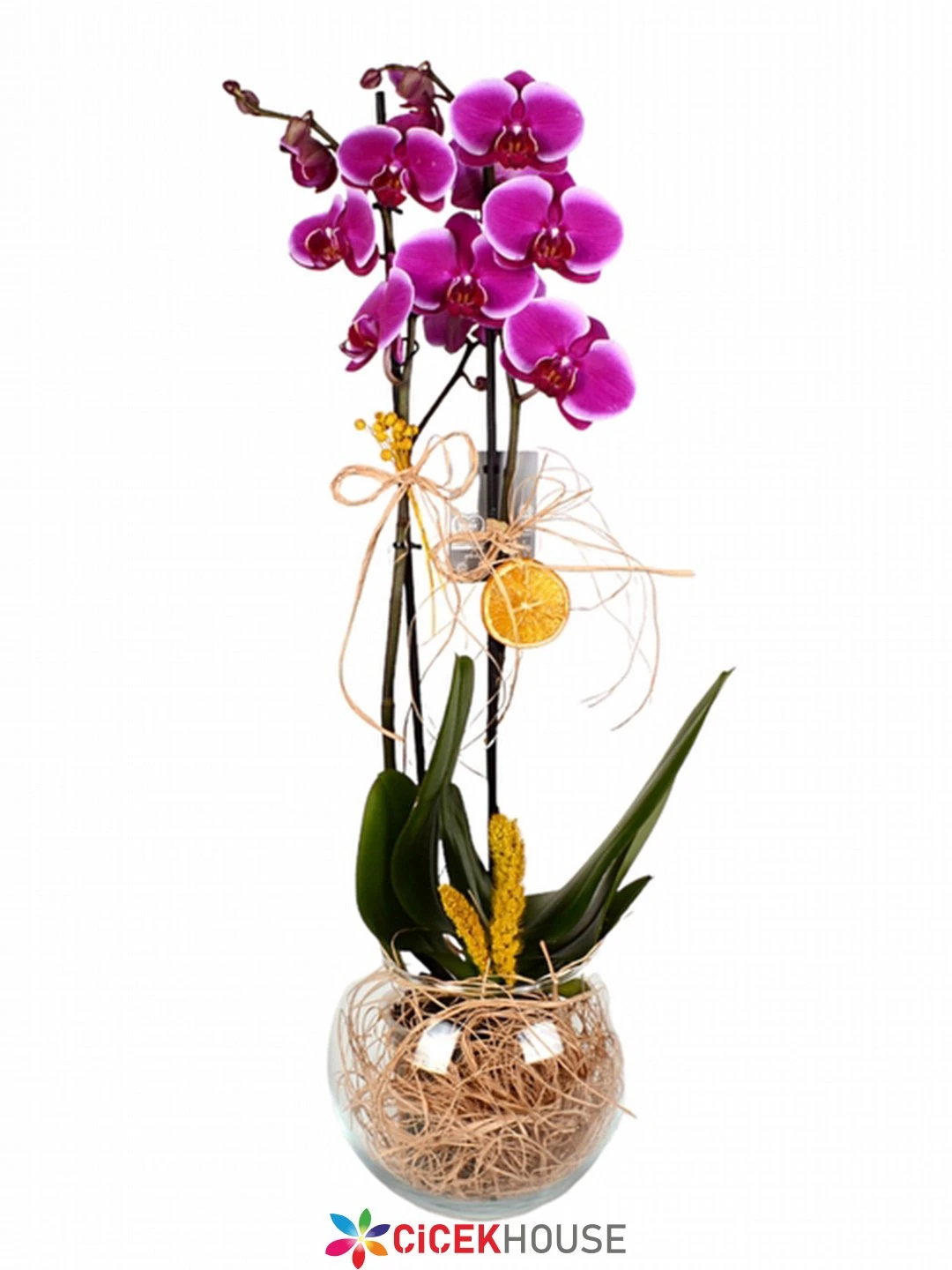Cam Fanusta Çift Dal Mor Orkide