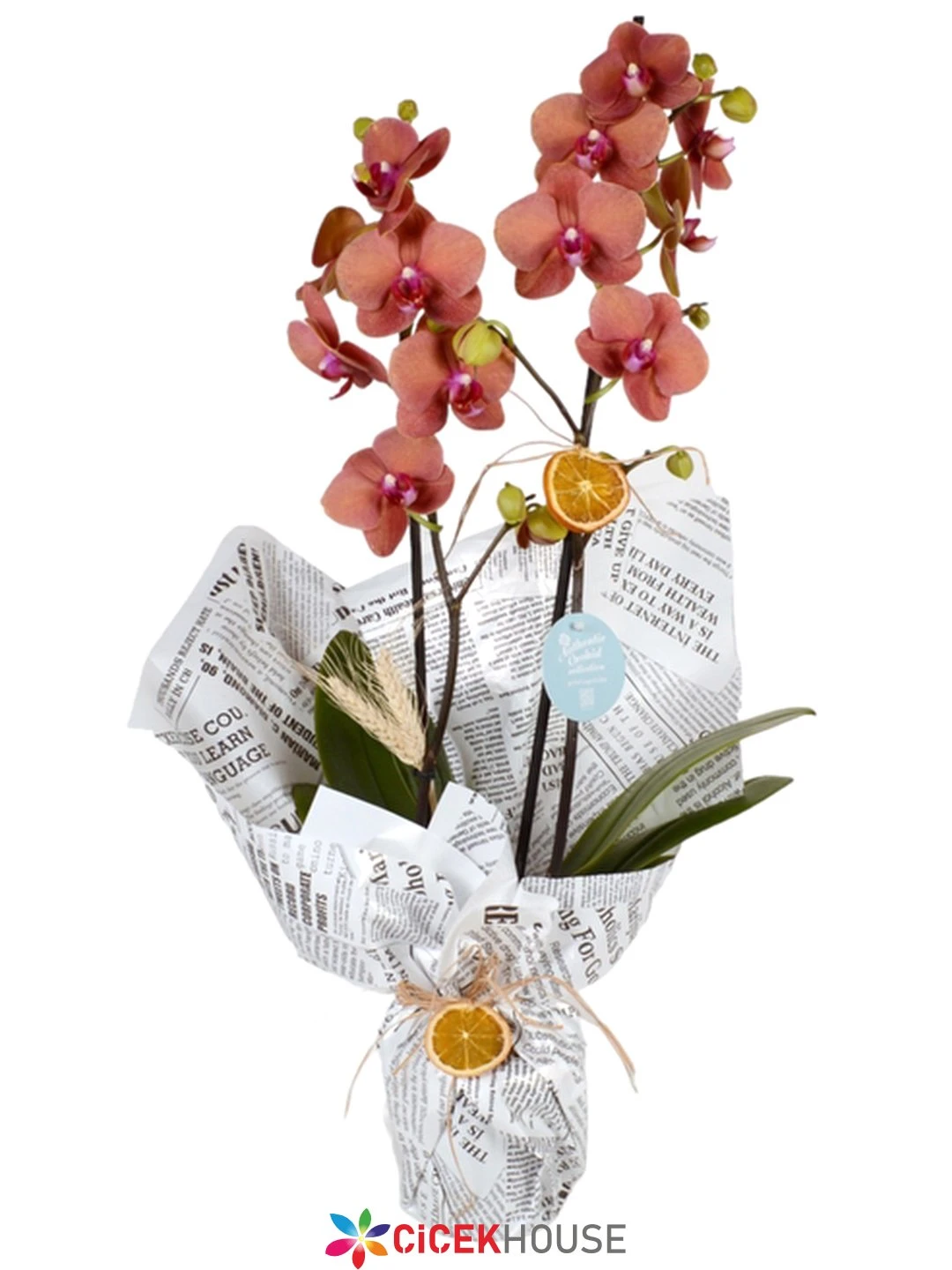 Çift Dallı Ateş Rengi Orkide