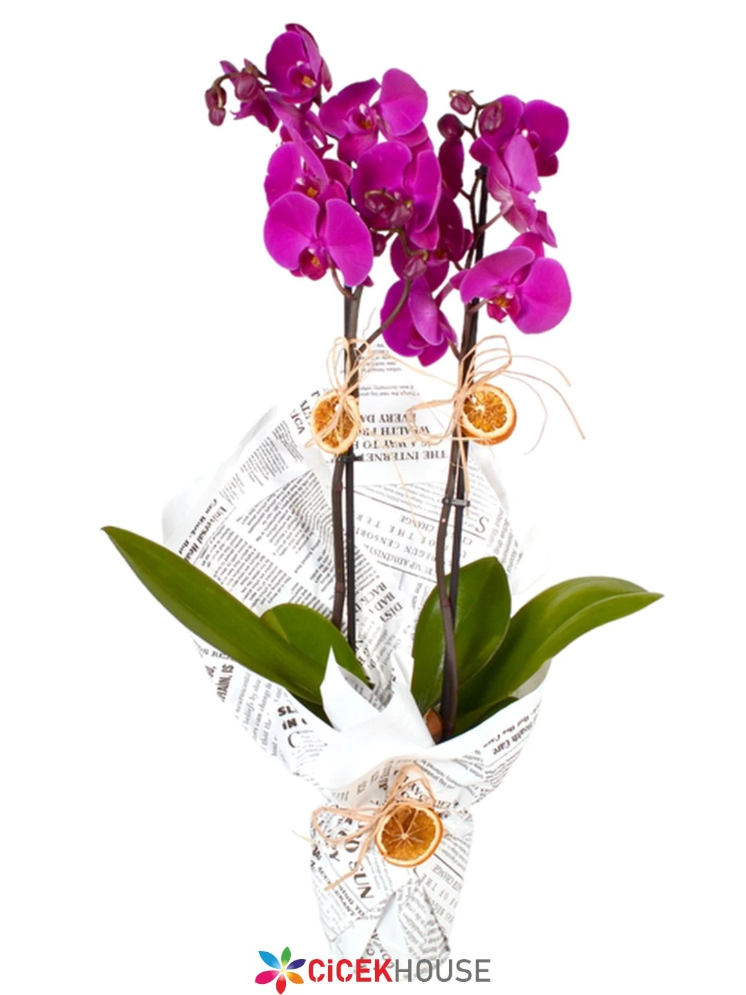 Çift Dallı Mor Orkide Gazete Kağıdı