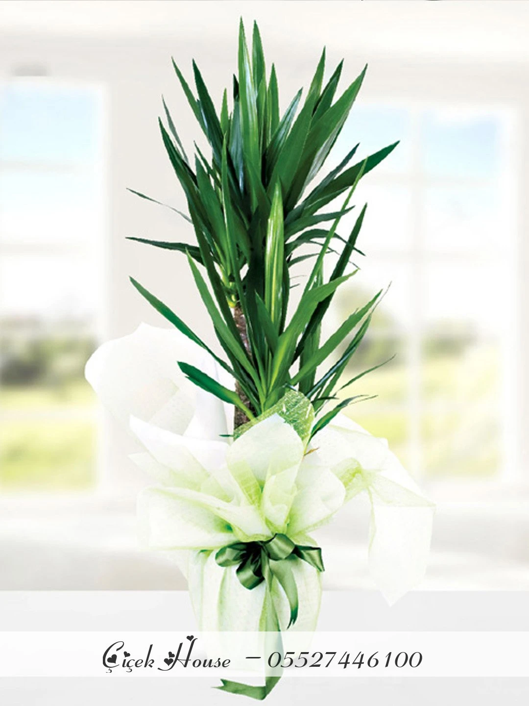 Çift Dallı Yucca Dracena