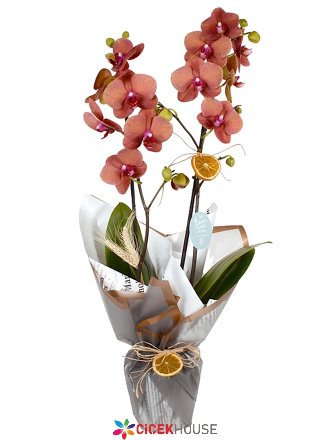 Çiftli Ateş Kırmızısı Orkide