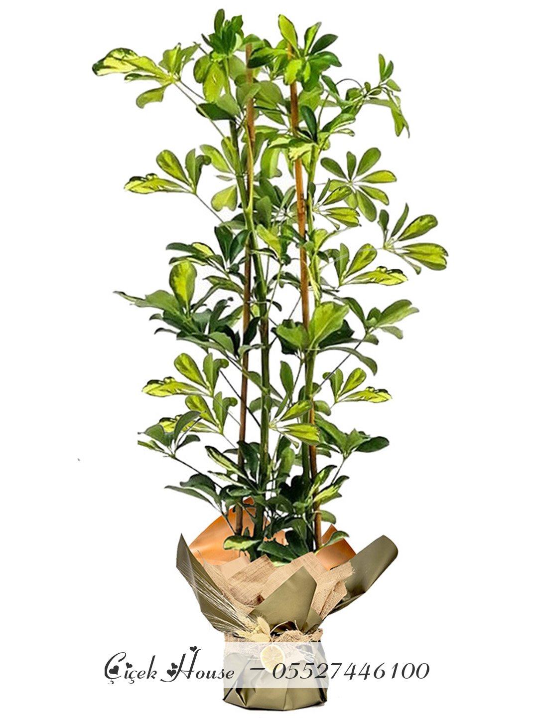 Çiftli Şeflera