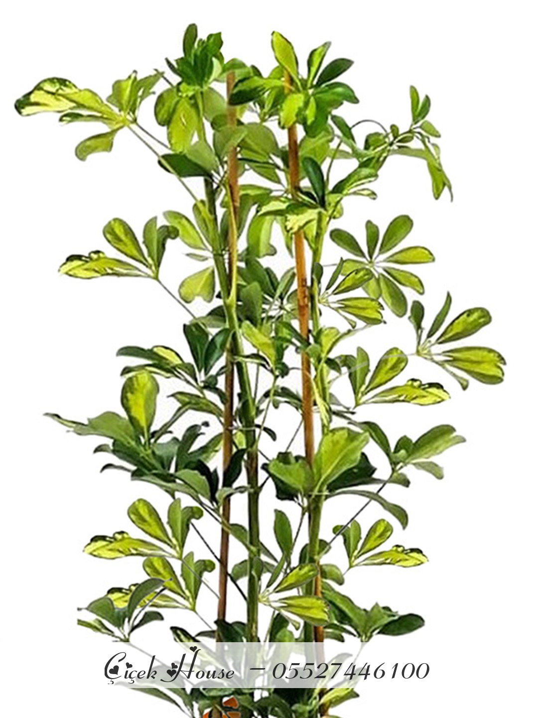 Çiftli Şeflera