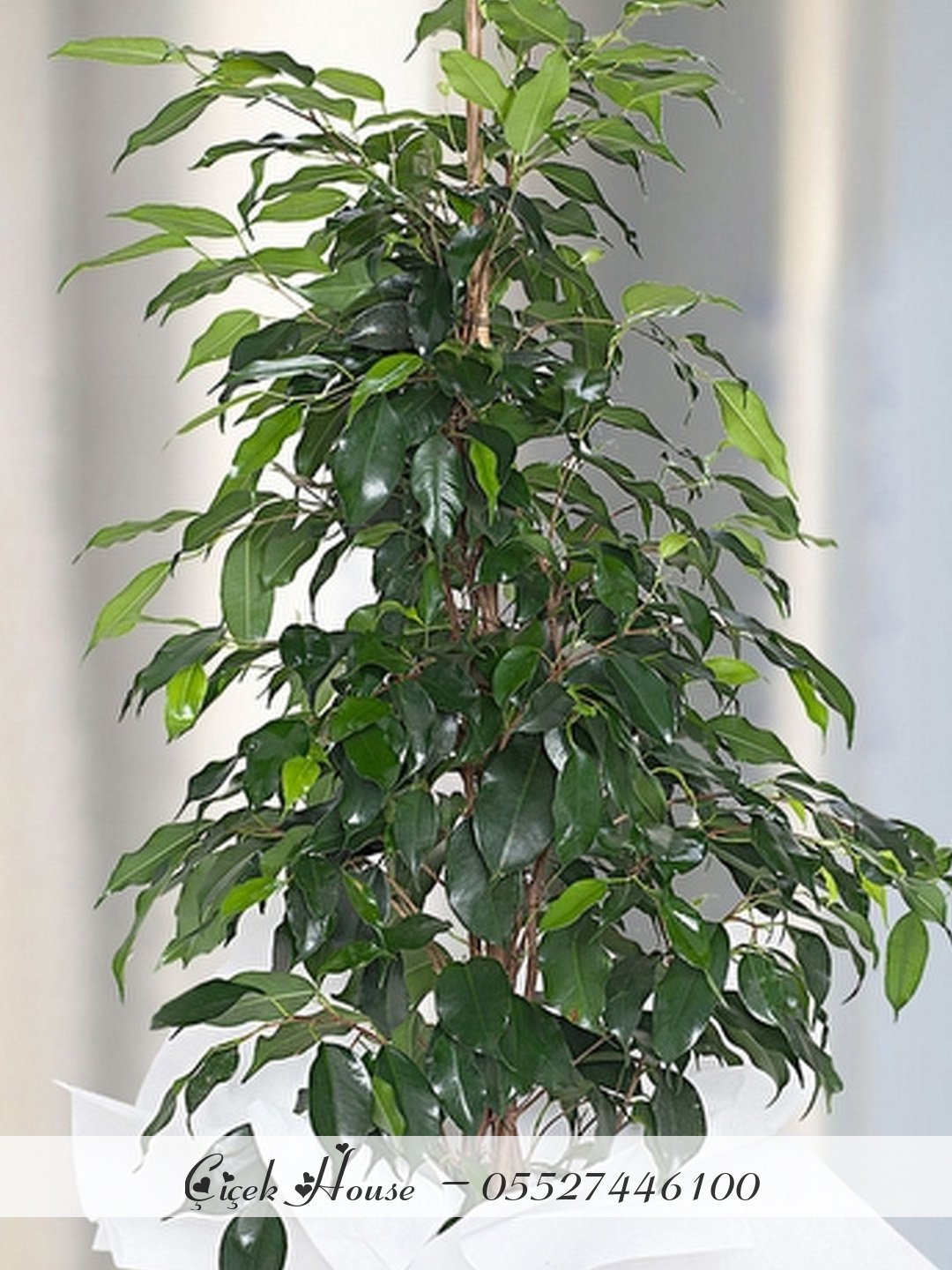 Ficus Benjamin