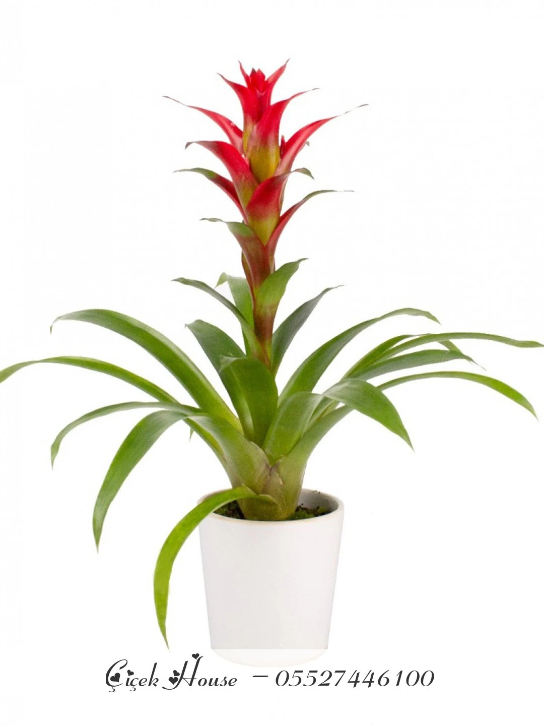 Guzmania Çiçeği