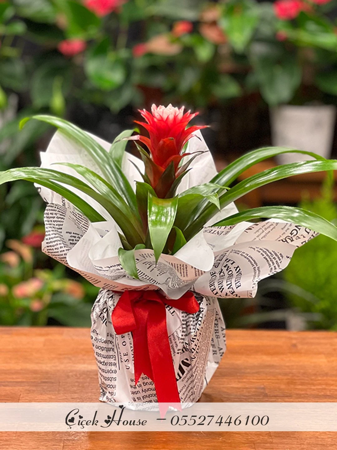 Guzmania Hope
