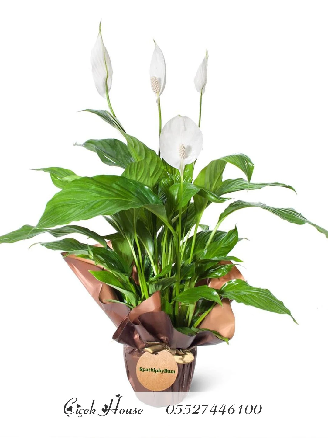 Kahve Kağıtta Barış Çiçeği