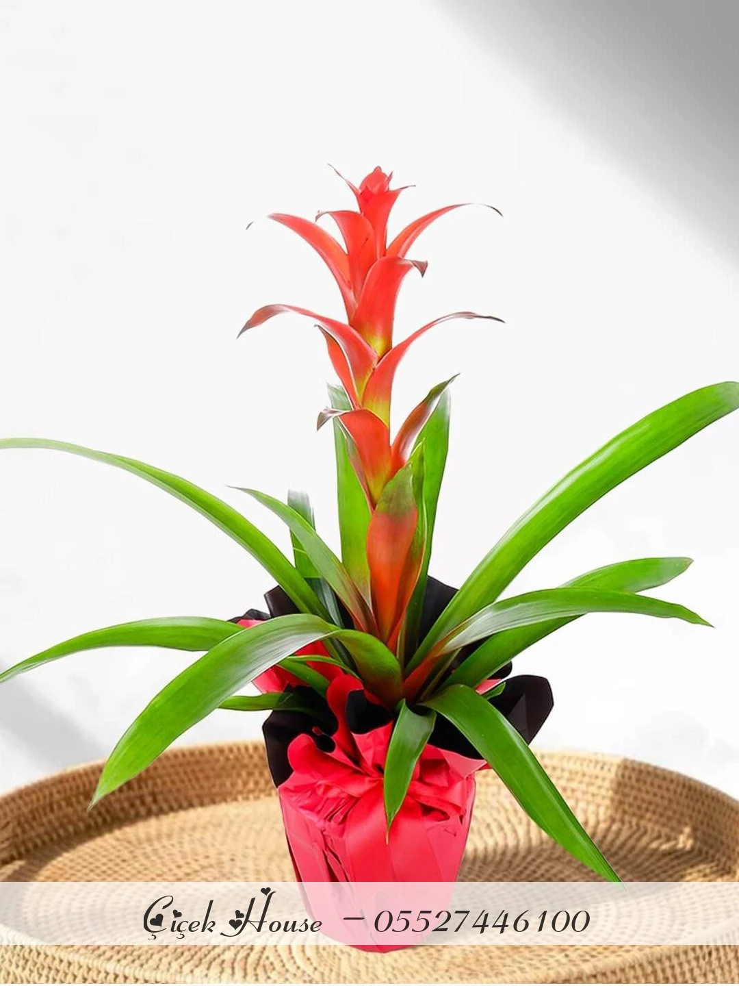 Kırmızı Kağıtta Guzmania Çiçeği