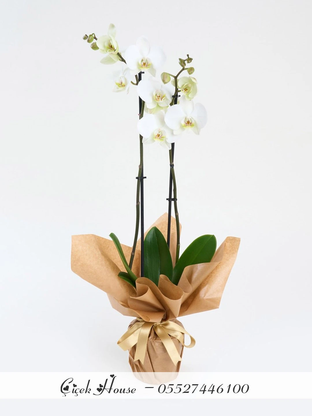 Kraft Kağıtta Çift Dal Beyaz Orkide