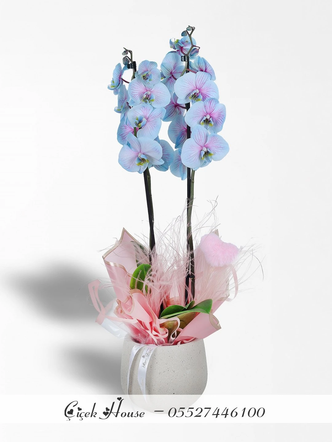 Pembe Mavi Orkide
