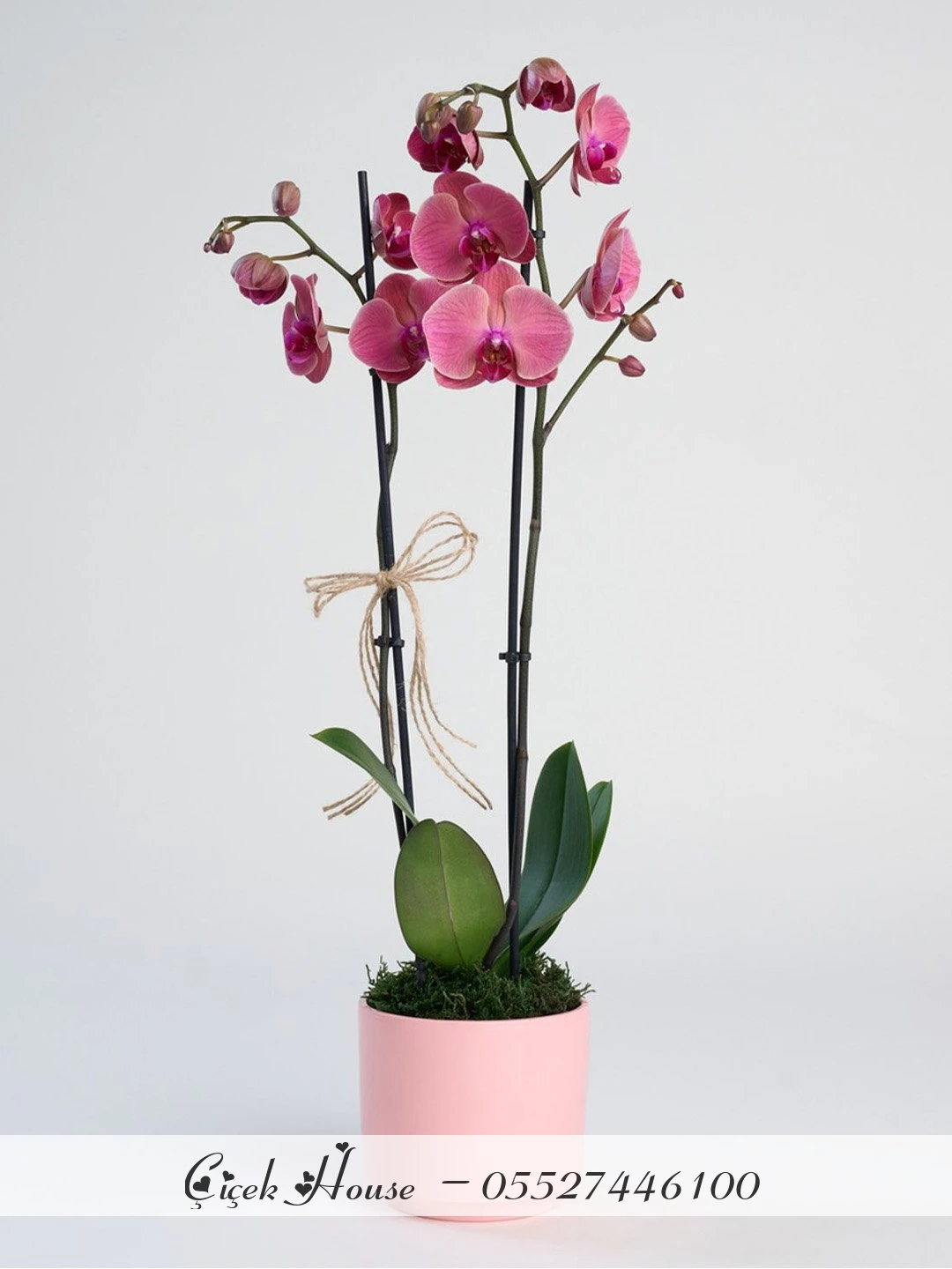 Pembe Saksıda Ateş Kırmızısı Orkide