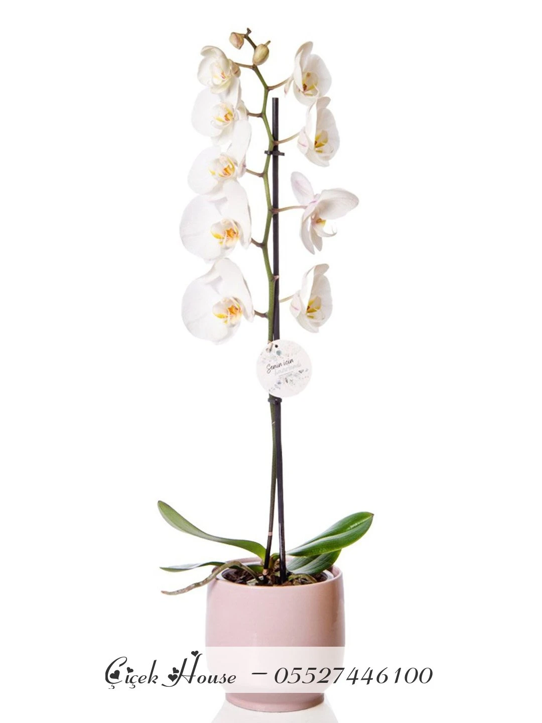 Pembe Seramikte Beyaz Tek Dal Orkide