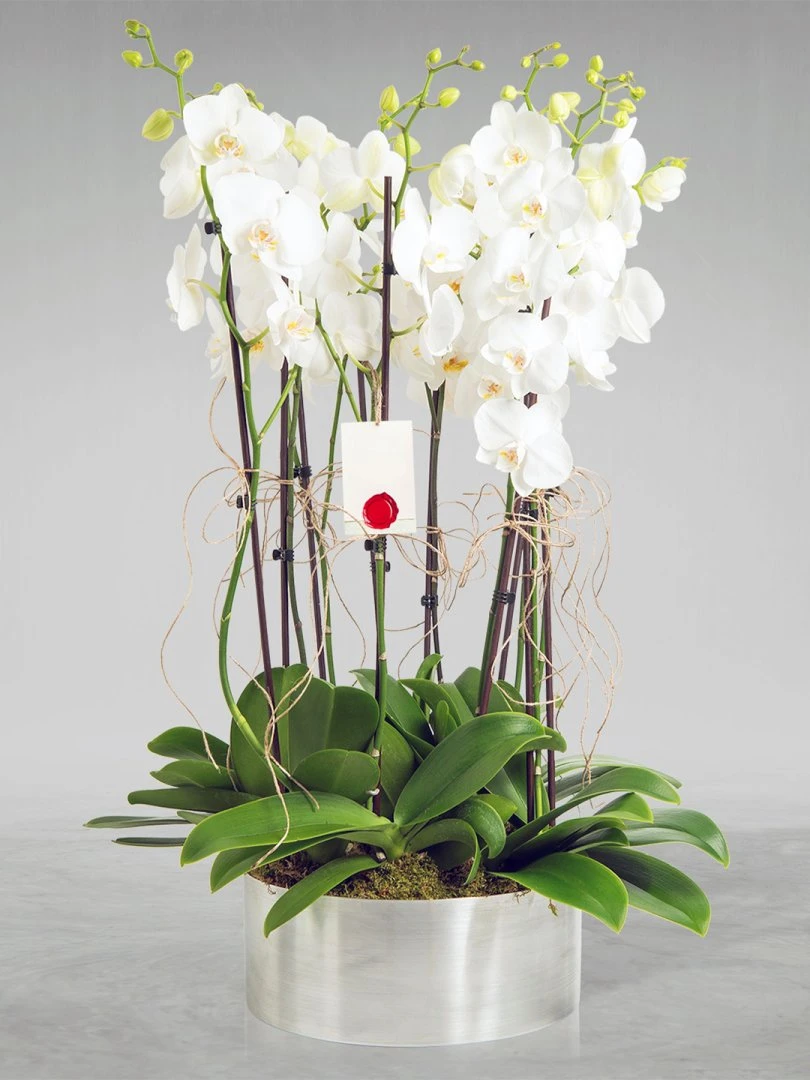 10 Dallı Beyaz Orkide