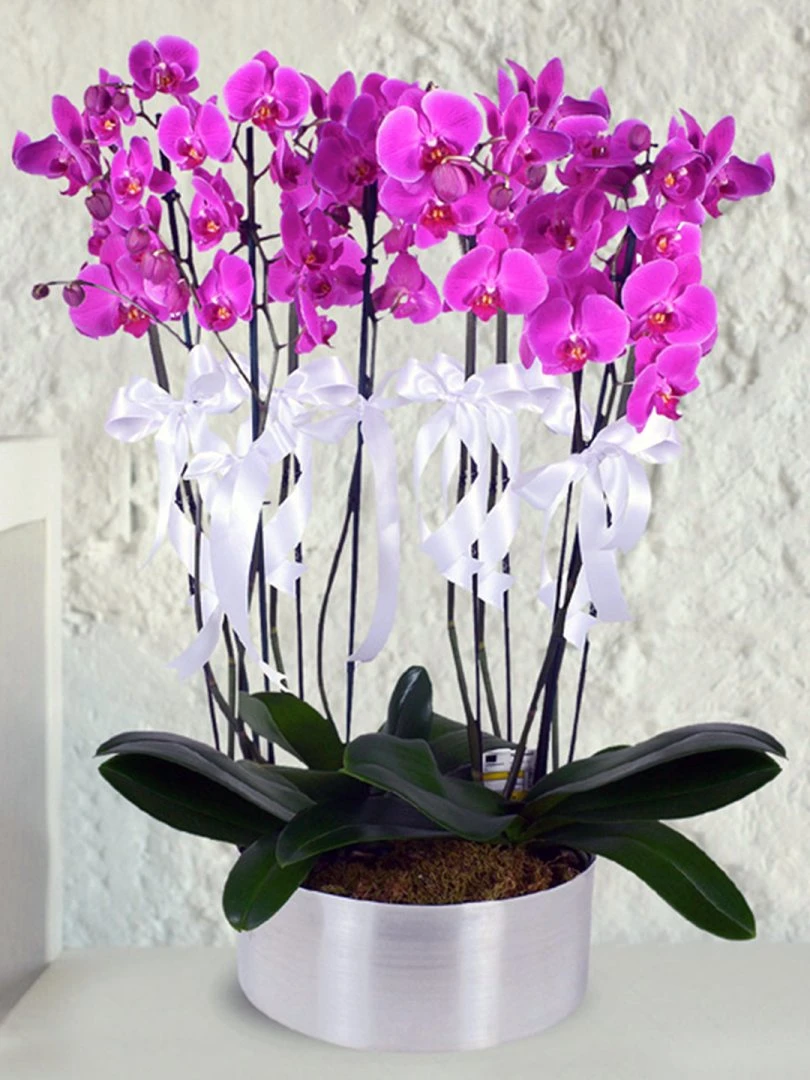 10 Dallı Mor Orkide