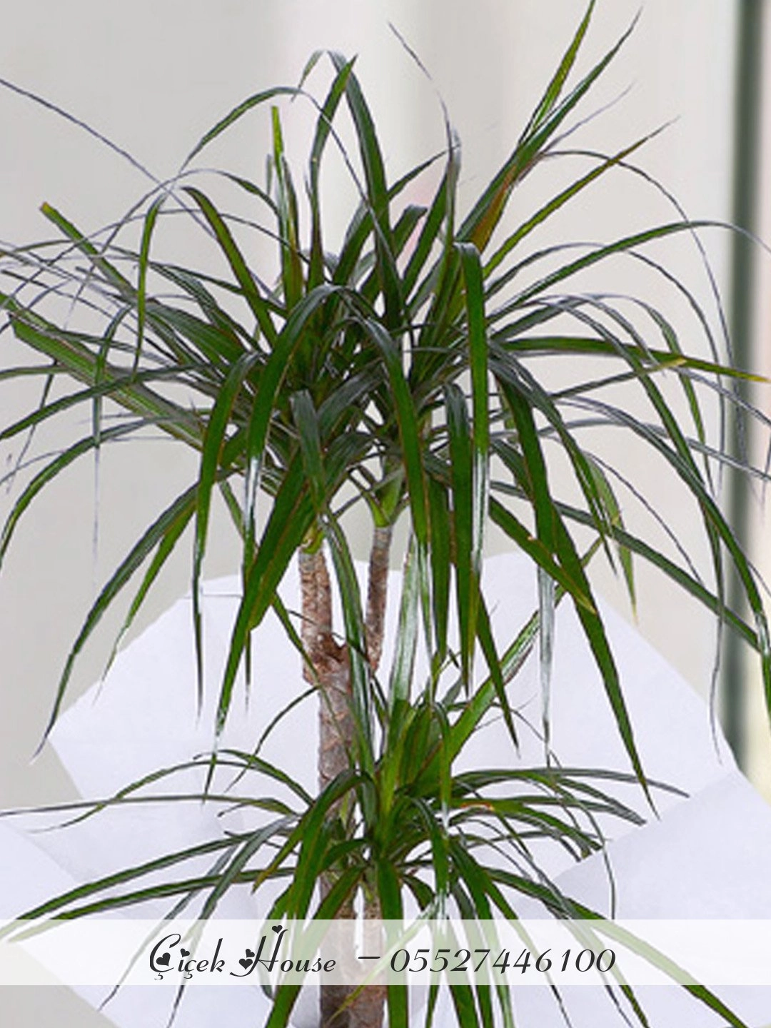 2 Dallı Marginata Dracena