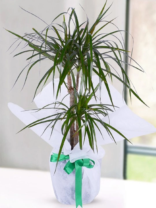 2 Dallı Marginata Dracena