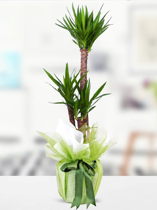 3 lü Yucca Çiçeği