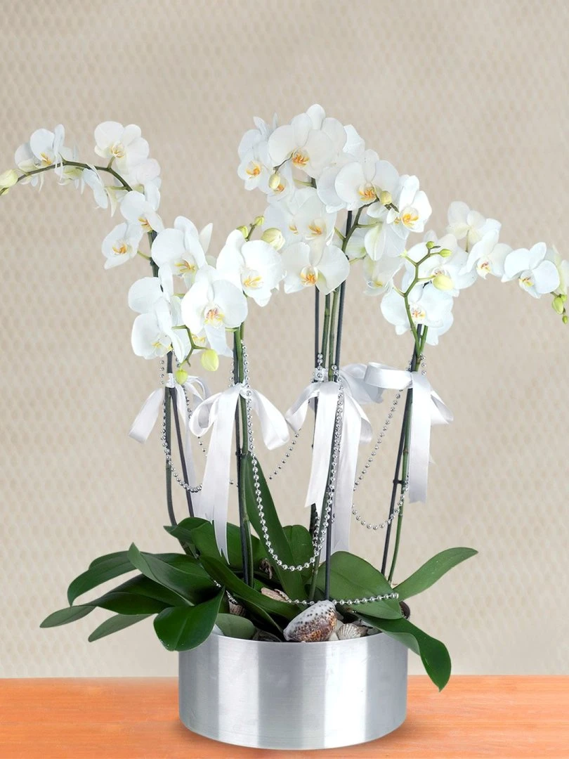 5 Dallı Beyaz Orkide