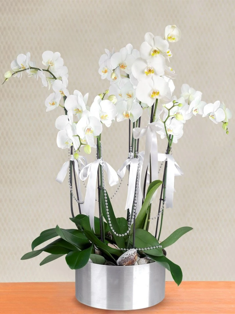 6 Dallı Beyaz Orkide