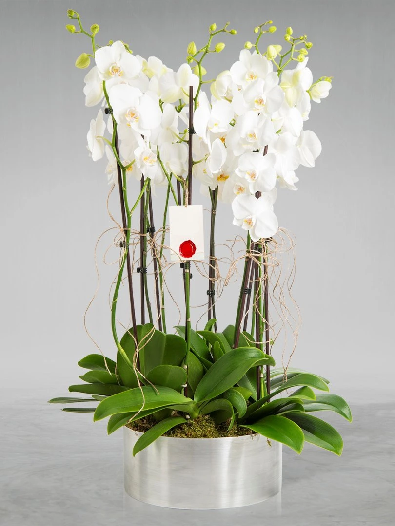 8 Dallı Beyaz Orkide