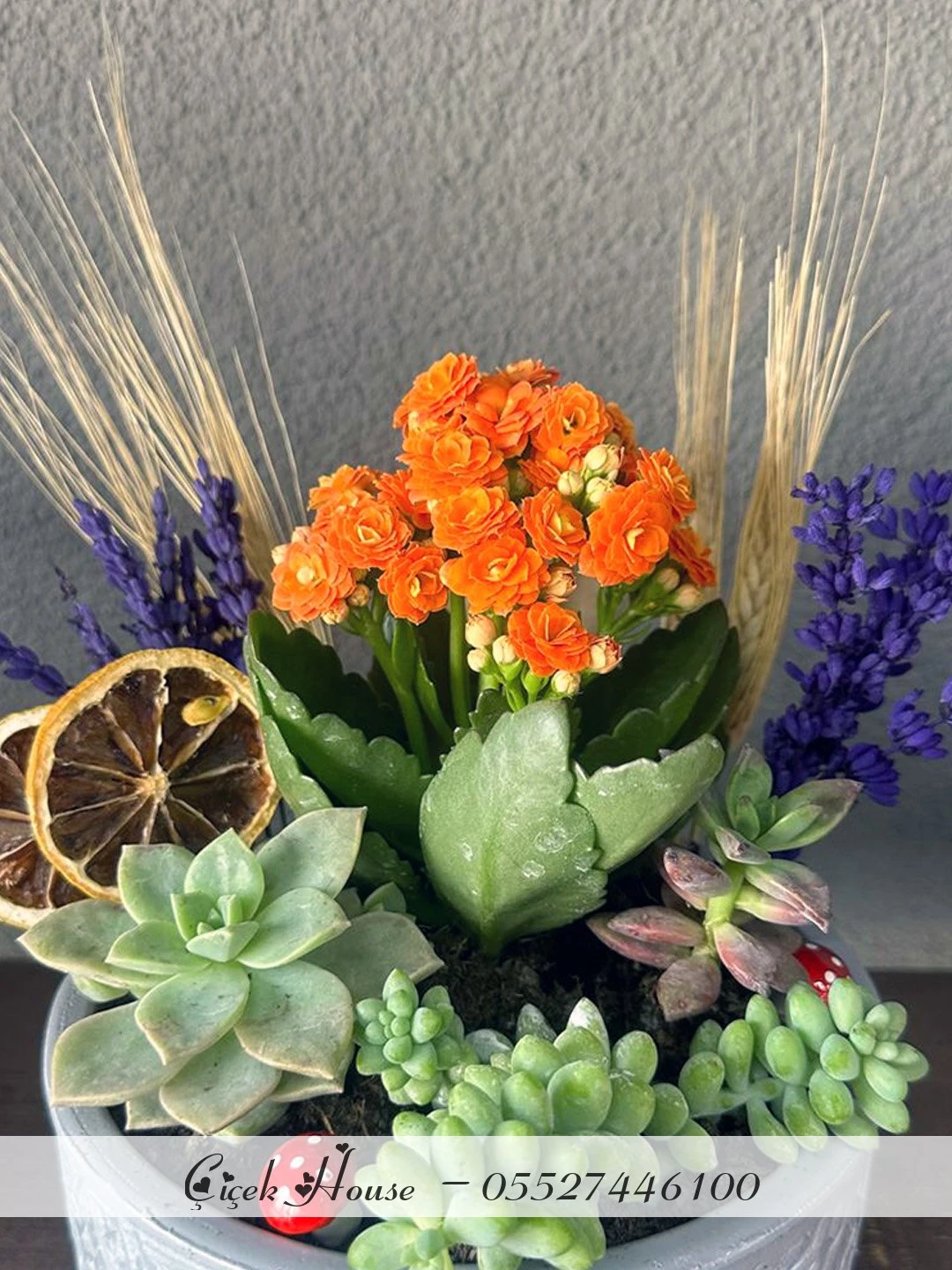 Beton Eskitmede Kalanchoe ve Skulent Aranjmanı