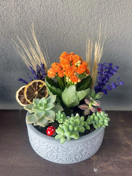 Beton Eskitmede Kalanchoe ve Skulent Aranjmanı