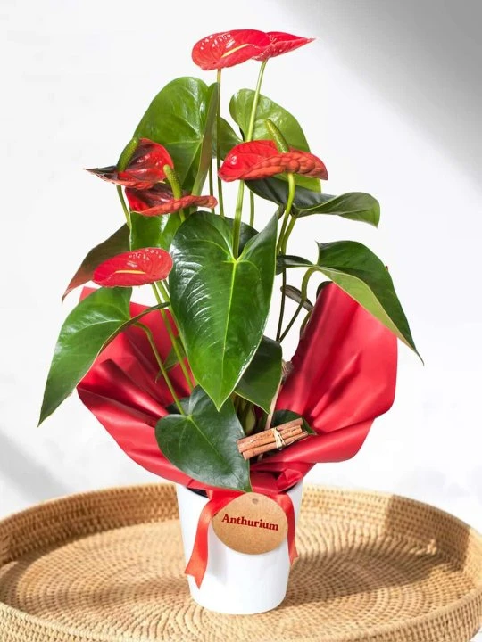 Beyaz Saksıda Antoryum