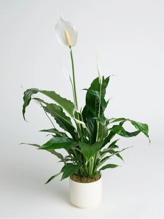 Beyaz Saksıda Barış Çiçeği