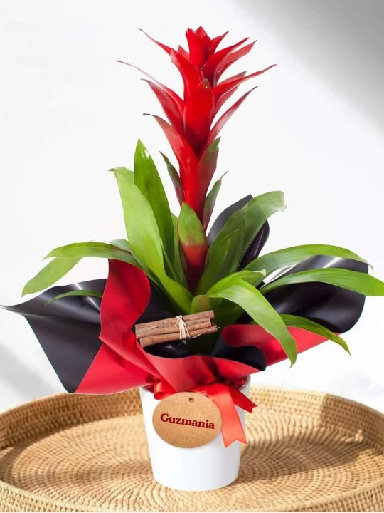 Beyaz Saksıda Guzmania