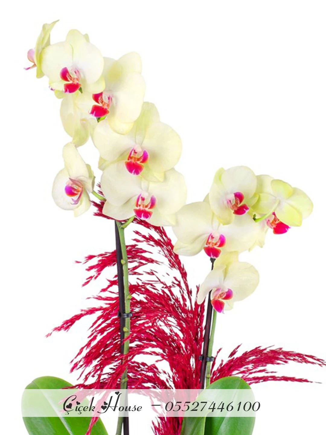 Beyaz Saksıda Sarı Orkide