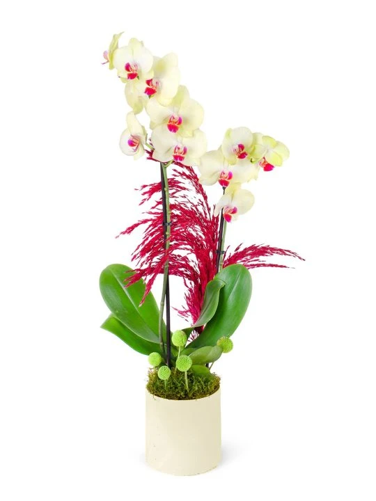 Beyaz Saksıda Sarı Orkide