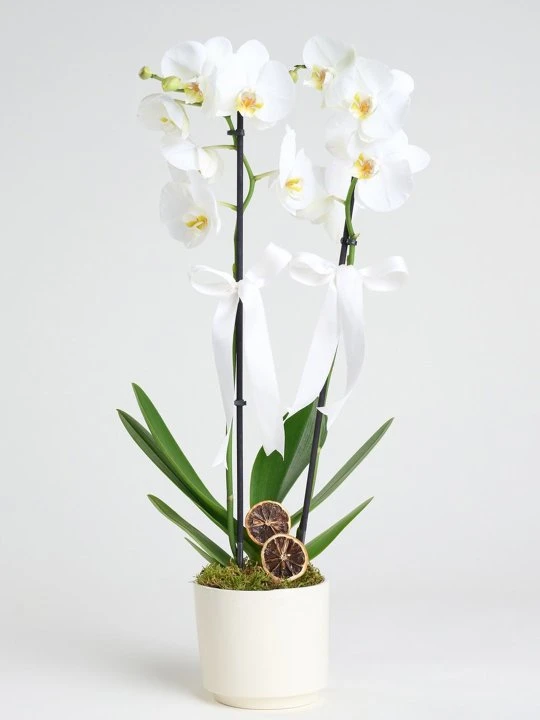 Beyaz Seramikte Beyaz Orkide