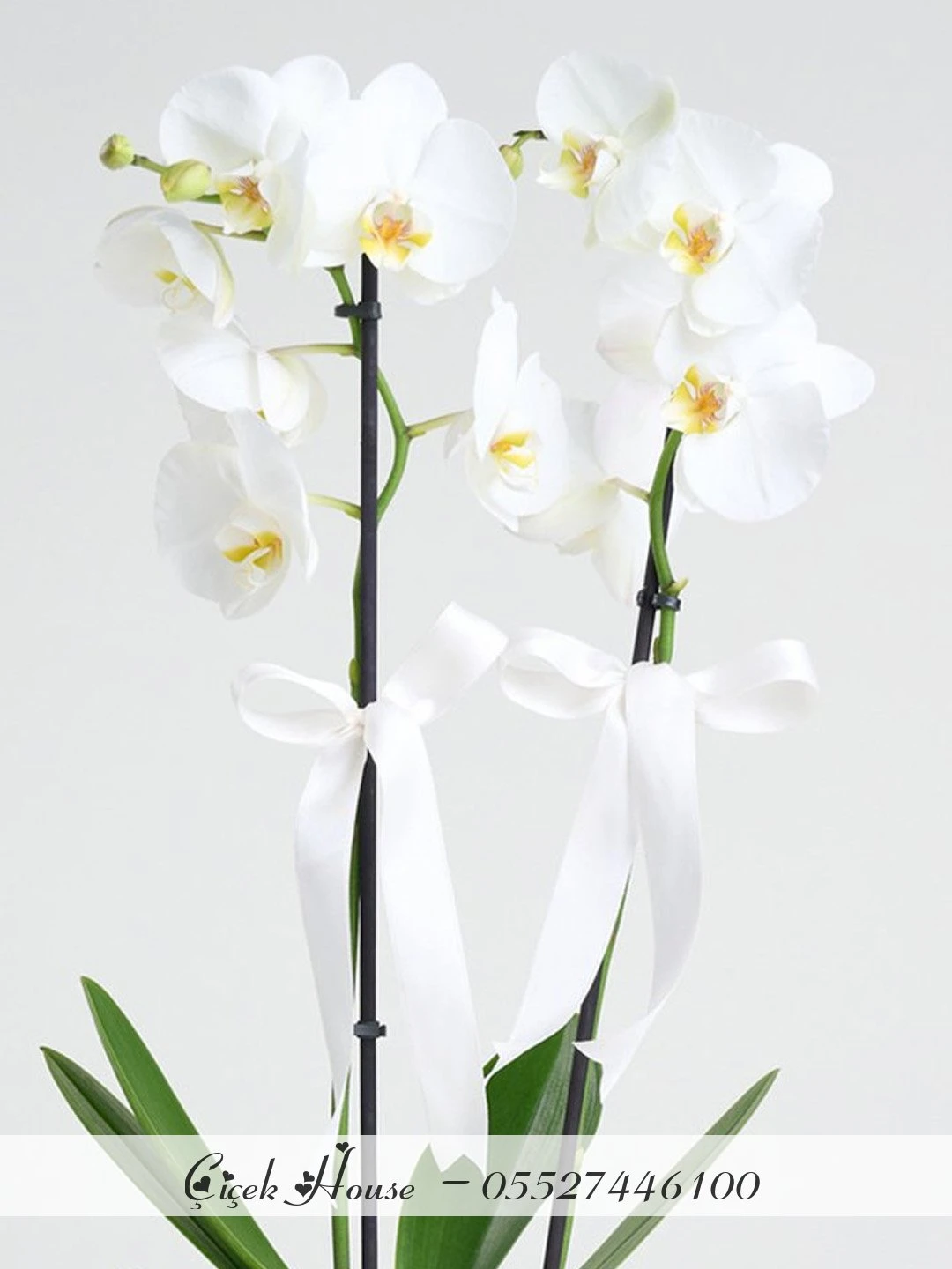 Beyaz Seramikte Beyaz Orkide