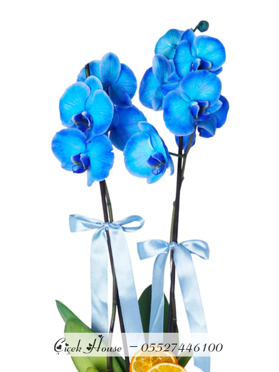 Beyaz Seramikte Mavi Orkide