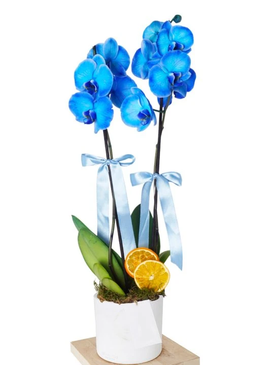 Beyaz Seramikte Mavi Orkide