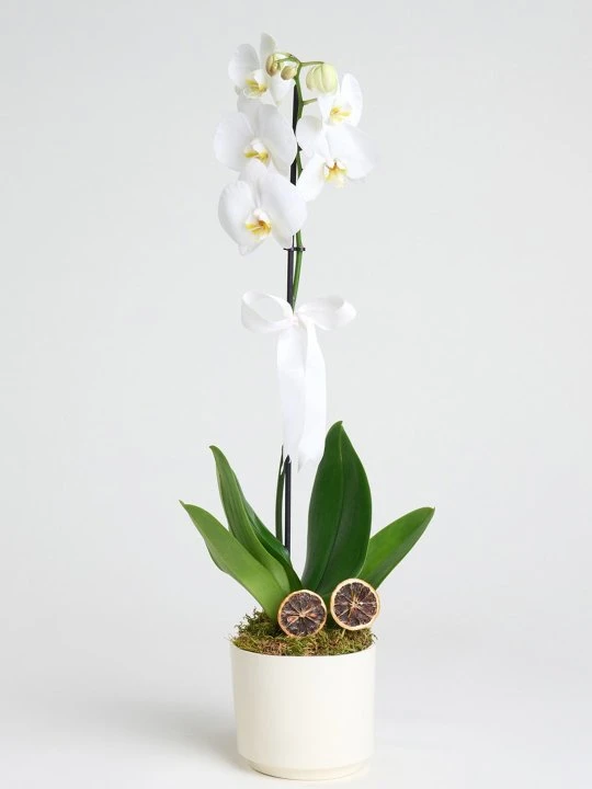 Beyaz Seramikte Tek Dal Beyaz Orkide