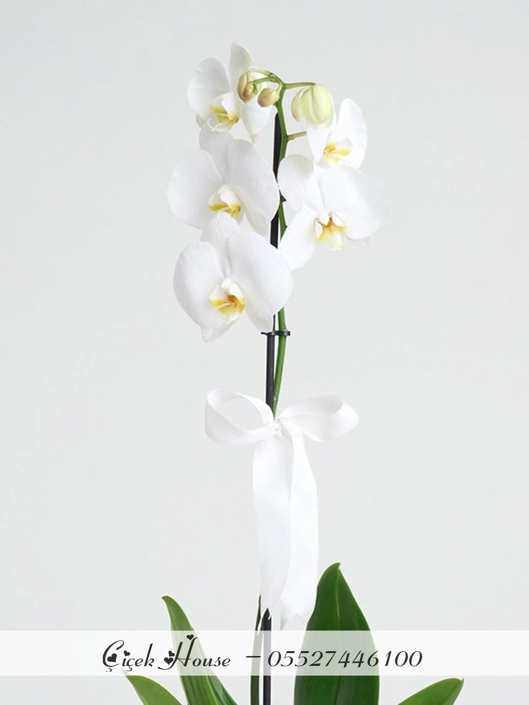 Beyaz Seramikte Tek Dal Beyaz Orkide