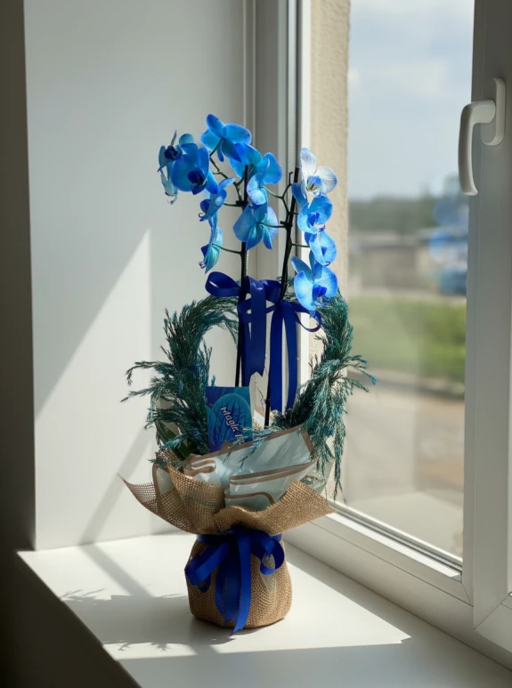 Blue Magic Orchid