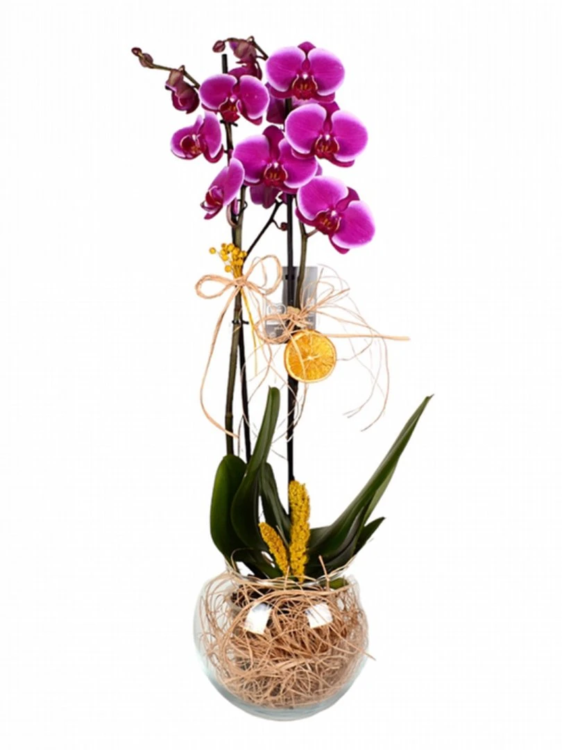 Cam Fanusta Çift Dal Mor Orkide