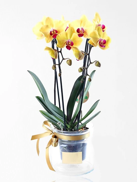 Cam Fanusta Çift Dal Sarı Orkide