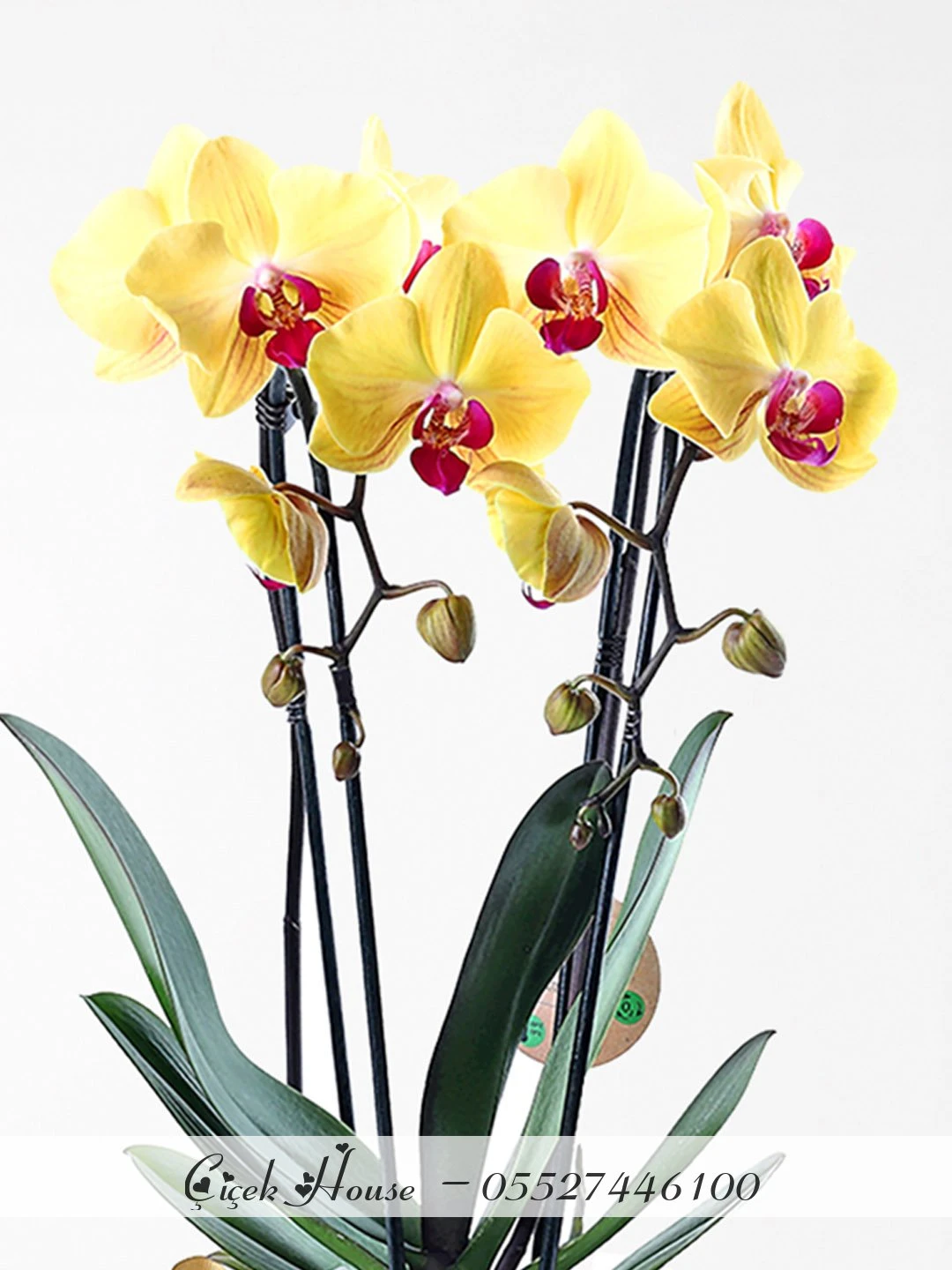 Cam Fanusta Çift Dal Sarı Orkide